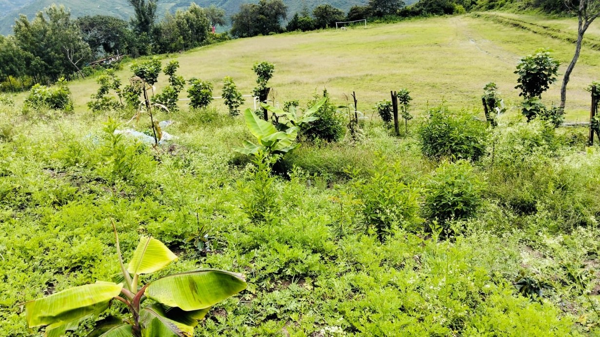 Vista real de los cultivos, el cerco vivo y el paisaje de la Tecnofinca