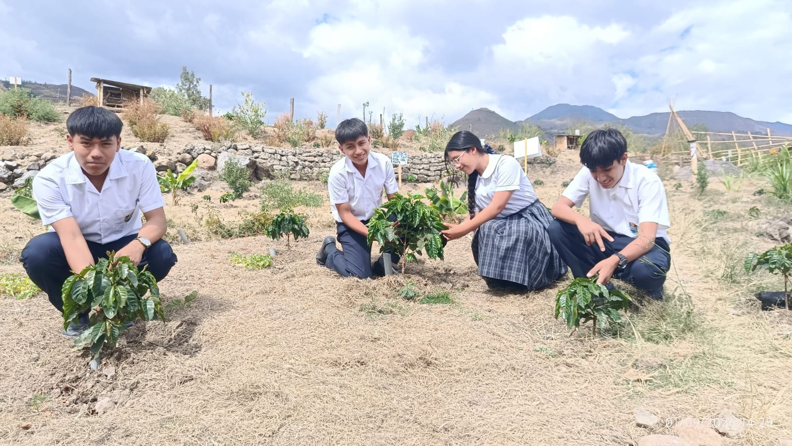Estudiantes cuidando las plantas de café