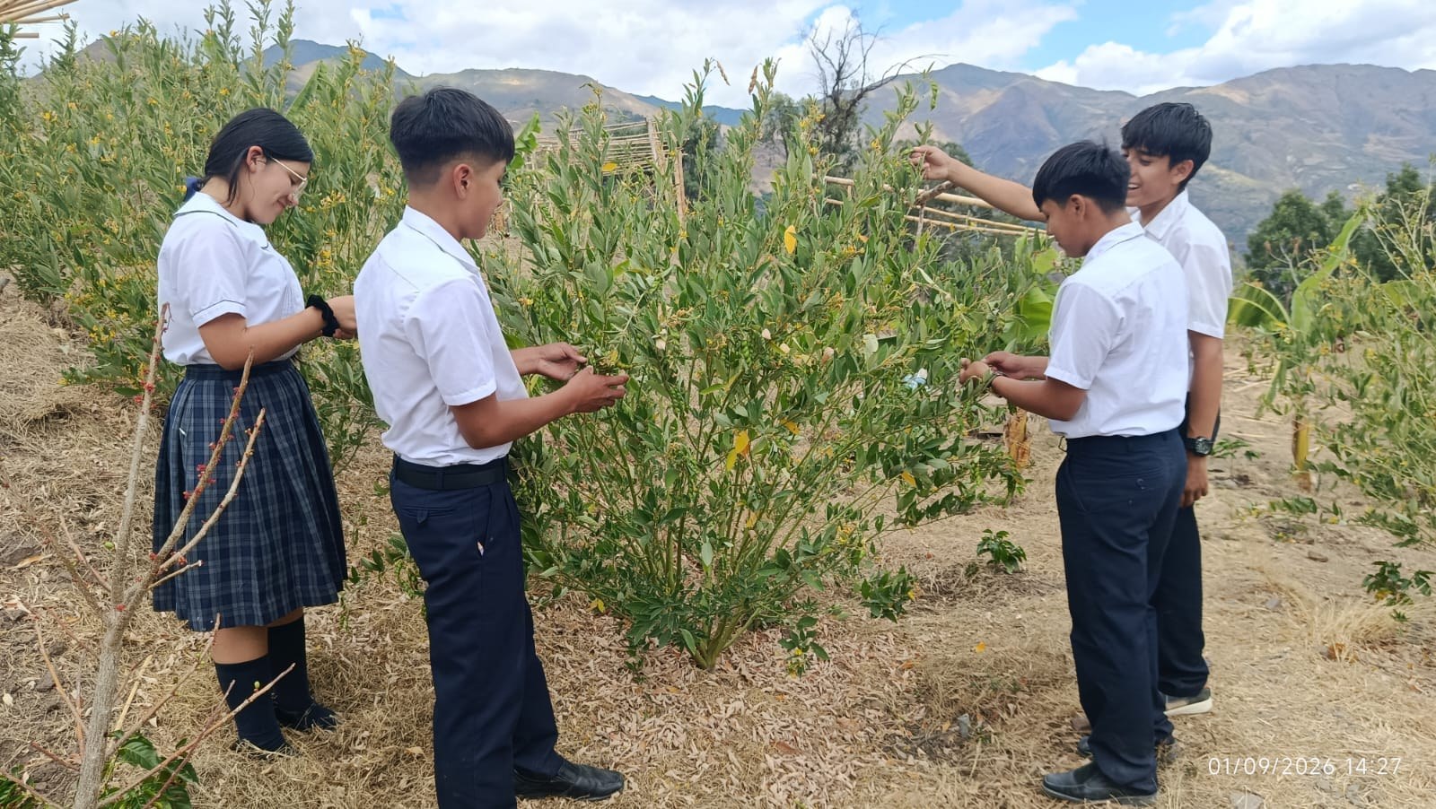 Cultivo de Frejol de palo en la Tecnofinca