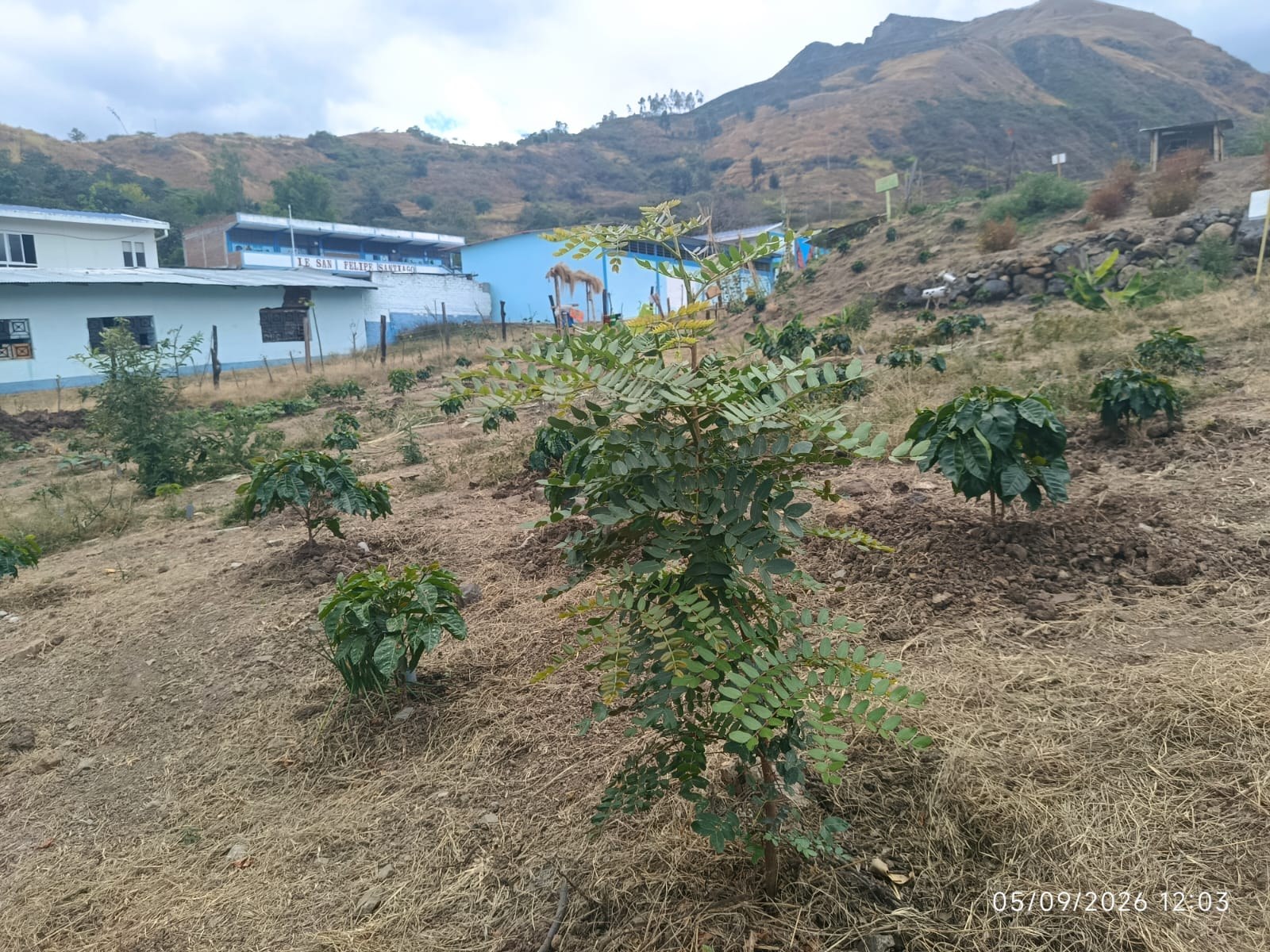 Cultivo de Taya en la Tecnofinca